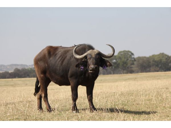 ~/upload/Lots/155879/AdditionalPhotos/hvyquhjgavjok/066 C1_t600x450.jpg